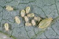 Green peach aphid colony.